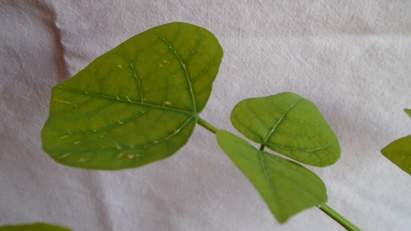 Erythrina lysistemon (Angola, Swaziland, Tanzania), detalii - Caudiciforme - pachycaule si bulboase 2021