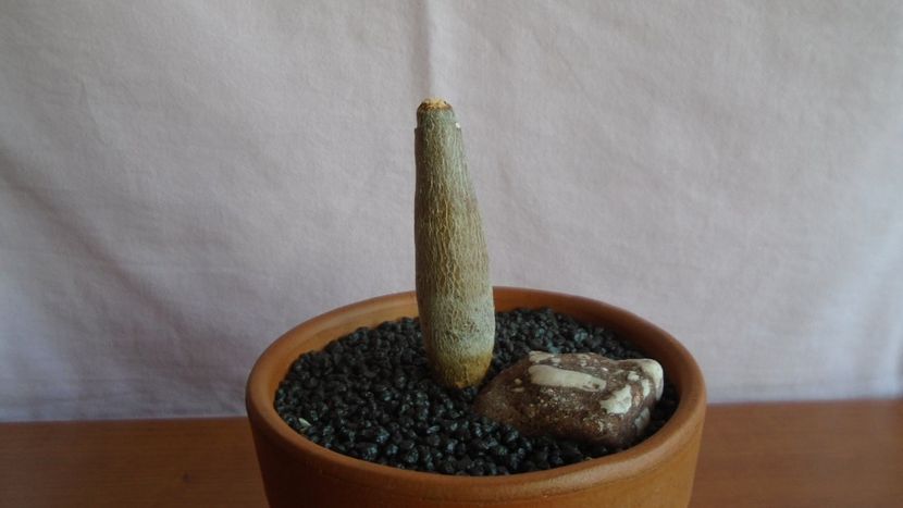 Pseudobombax ellipticum - Caudiciforme - pachycaule si bulboase 2021