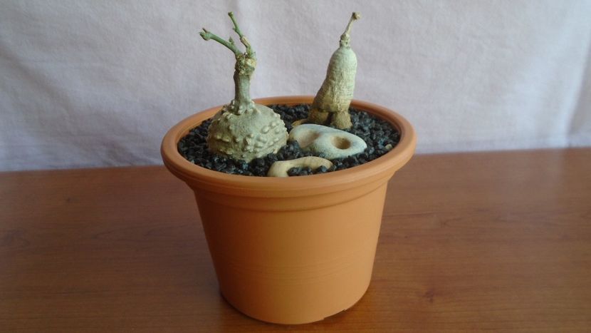 Kedrostis foetidissima & Ibervillea sonorae - Caudiciforme - pachycaule si bulboase 2021