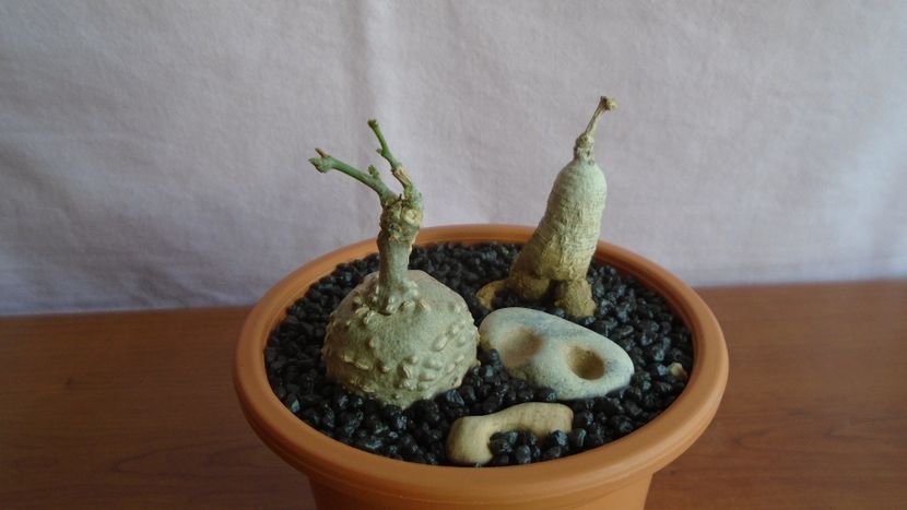 Kedrostis foetidissima & Ibervillea sonorae - Caudiciforme - pachycaule si bulboase 2021