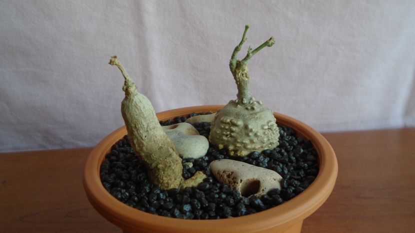 Kedrostis foetidissima & Ibervillea sonorae - Caudiciforme - pachycaule si bulboase 2021