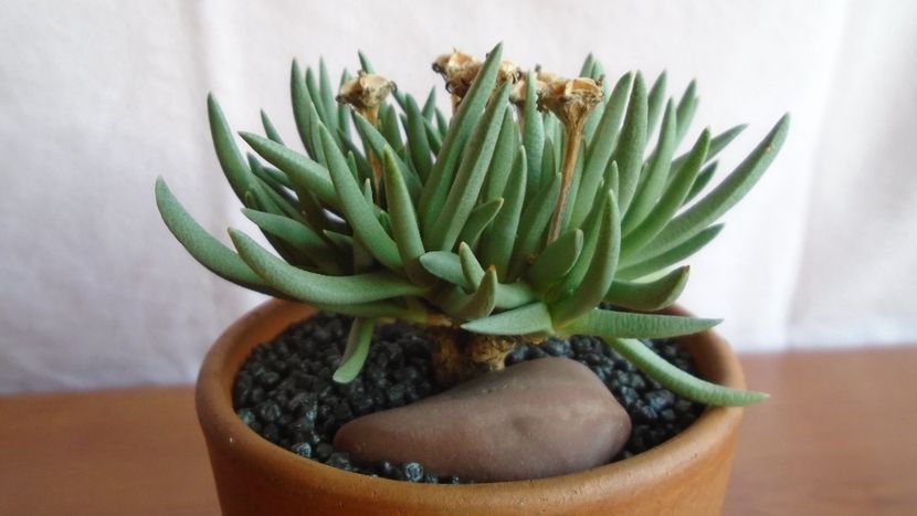 Marlothistella uniondalensis - Caudiciforme - pachycaule si bulboase 2021