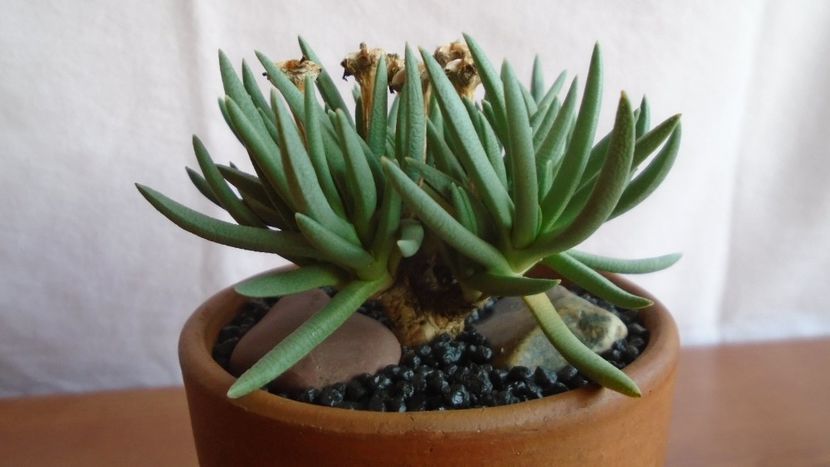 Marlothistella uniondalensis - Caudiciforme - pachycaule si bulboase 2021