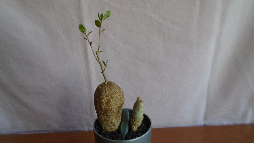 Talinum caffrum (2 ex.) - Caudiciforme - pachycaule si bulboase 2021