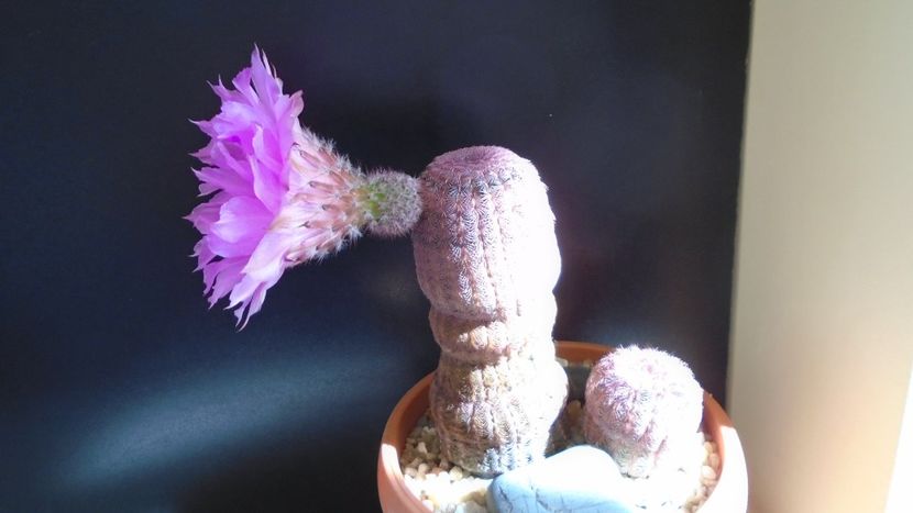 Echinocereus rigidissimus v. rubrispinus - Cactusi 2021