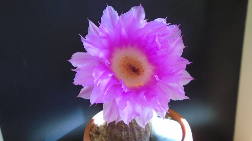 Echinocereus rigidissimus v. rubrispinus - Cactusi 2021