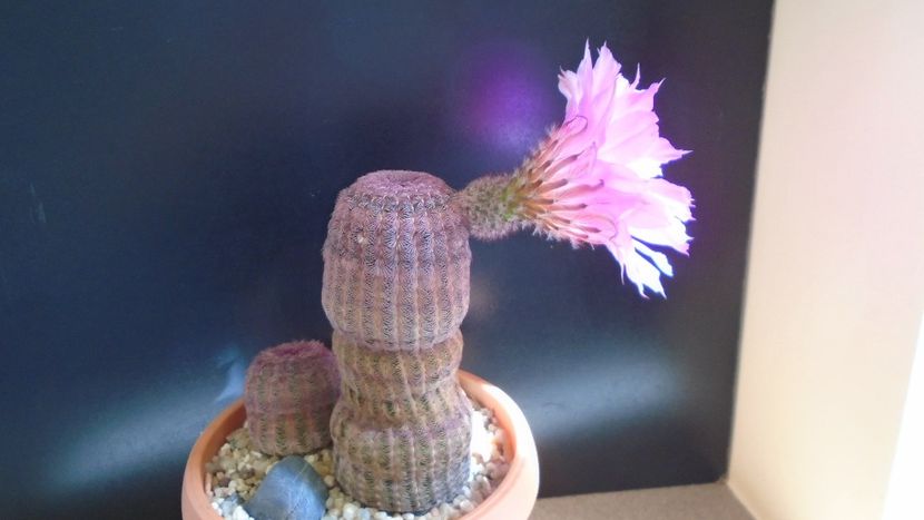 Echinocereus rigidissimus v. rubrispinus - Cactusi 2021