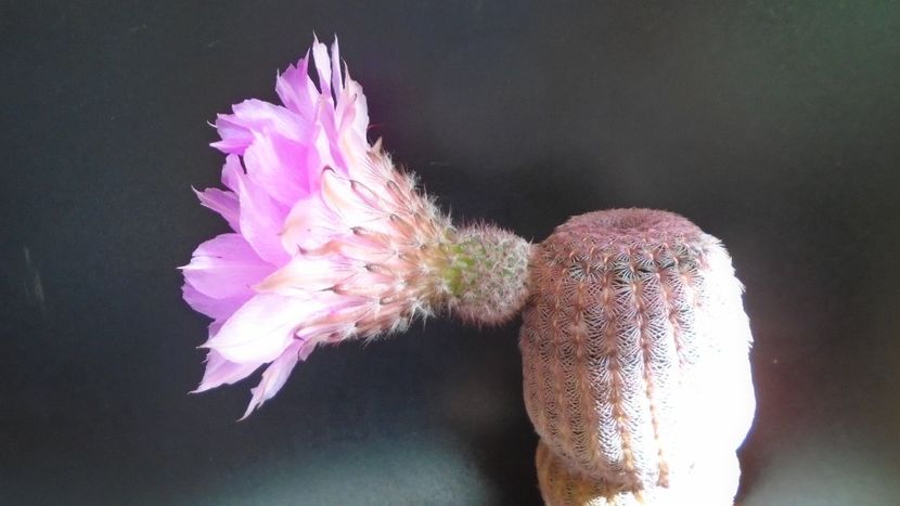 Echinocereus rigidissimus v. rubrispinus - Cactusi 2021