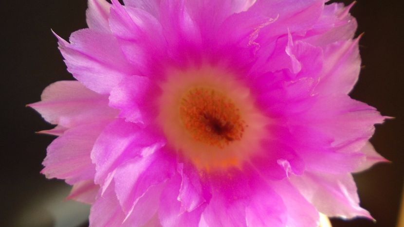 Echinocereus rigidissimus v. rubrispinus - Cactusi 2021