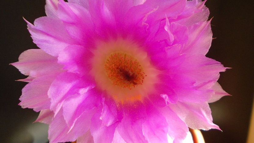 Echinocereus rigidissimus v. rubrispinus - Cactusi 2021