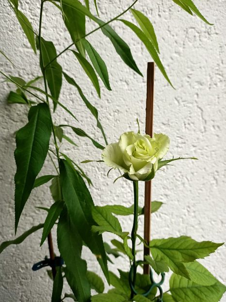 IMG20210629130938 - xxx Ajutor la salvarea trandafirului