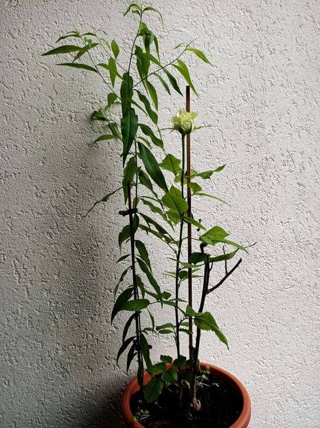 IMG20210629131015 - xxx Ajutor la salvarea trandafirului