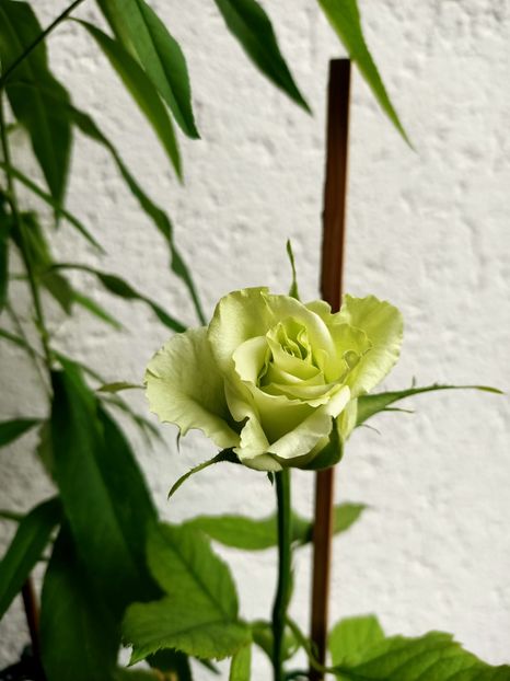 IMG20210629131041 - xxx Ajutor la salvarea trandafirului