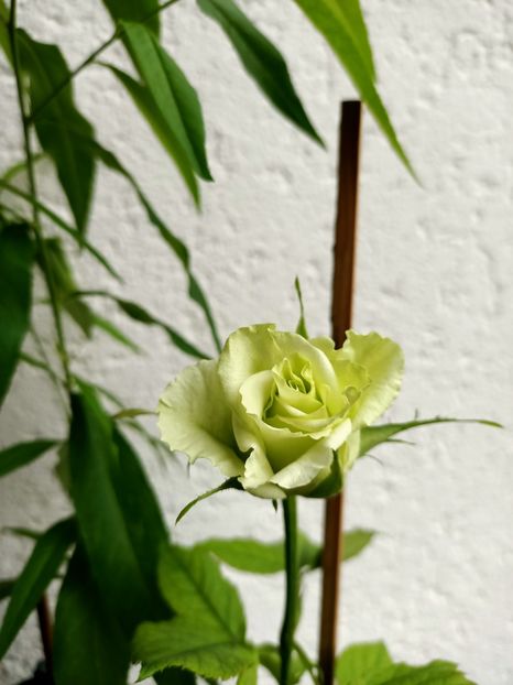 IMG20210629131100 - xxx Ajutor la salvarea trandafirului