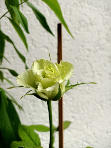 IMG20210629131127 - xxx Ajutor la salvarea trandafirului