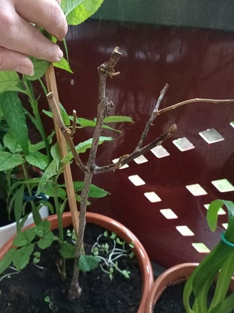  - xxx Ajutor la salvarea trandafirului