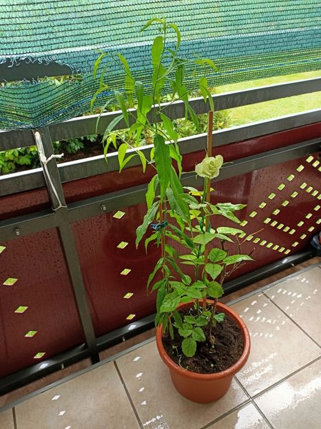  - xxx Ajutor la salvarea trandafirului