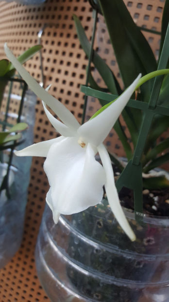 angraecum "Lady Lisa"x sesquipedale - Orhidee_3_monopodiale