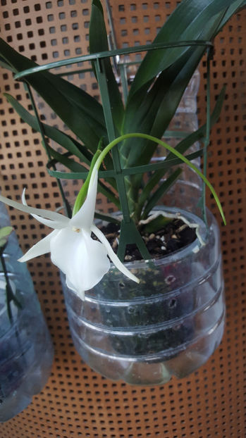 angraecum "Lady Lisa"x sesquipedale - Orhidee_3_monopodiale