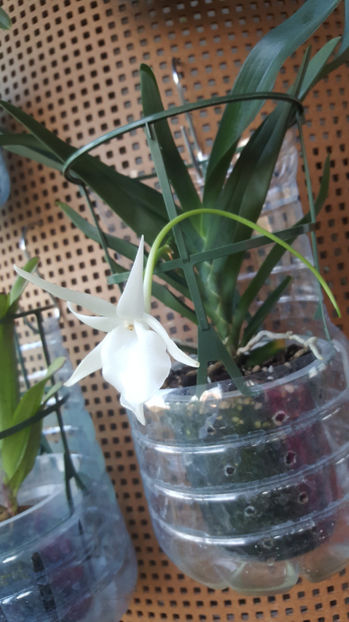 angraecum "Lady Lisa"x sesquipedale - Orhidee_3_monopodiale