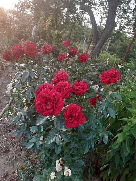  - Jungendliebe floribunda Kordes-2020