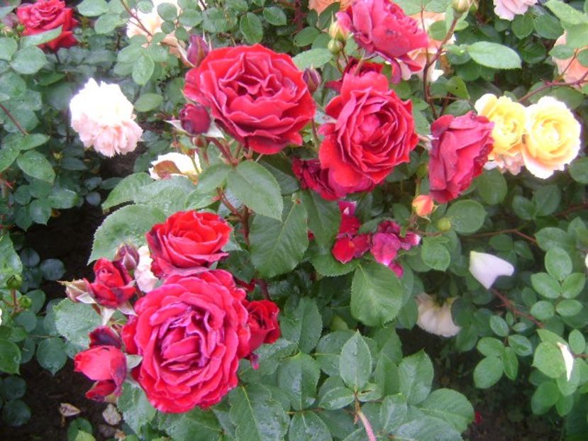  - Red Abudance Harkness-2019