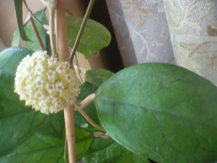 P1480887 - HOYA 2021-1