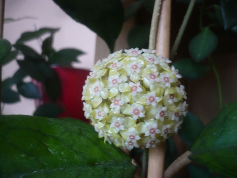 P1480888 - HOYA 2021-1