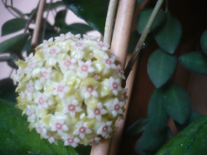 P1480889 - HOYA 2021-1