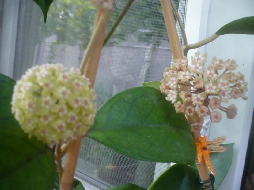 P1480890 - HOYA 2021-1