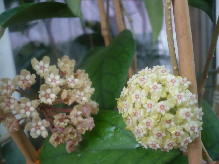 P1480891 - HOYA 2021-1