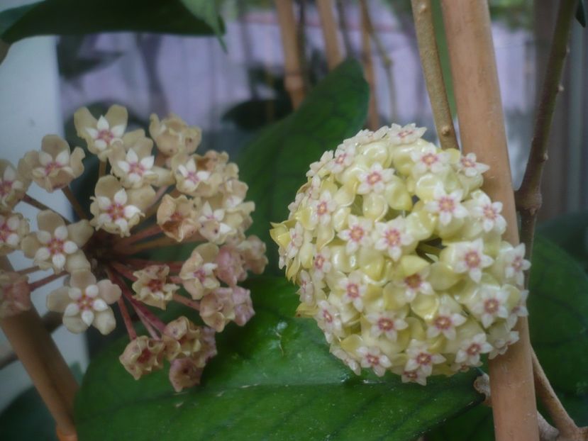 P1480892 - HOYA 2021-1