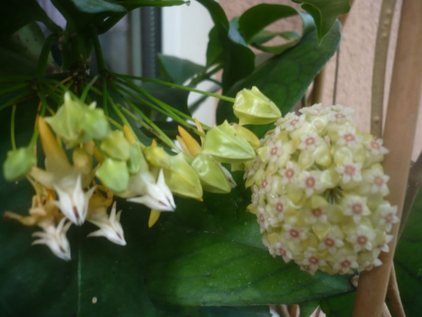 P1480894 - HOYA 2021-1