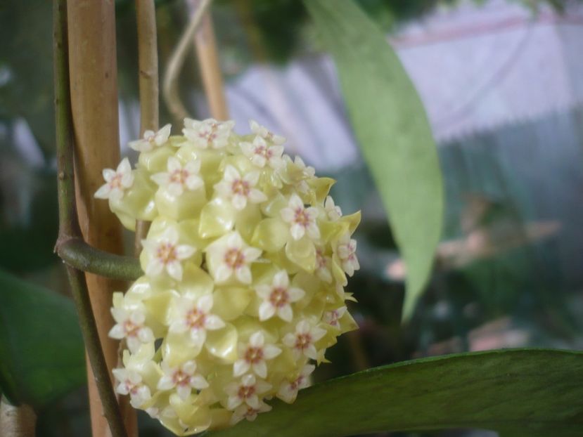 P1480895 - HOYA 2021-1