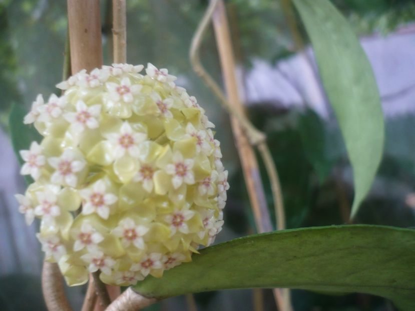 P1480896 - HOYA 2021-1