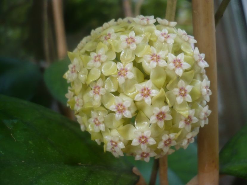 P1480897 - HOYA 2021-1
