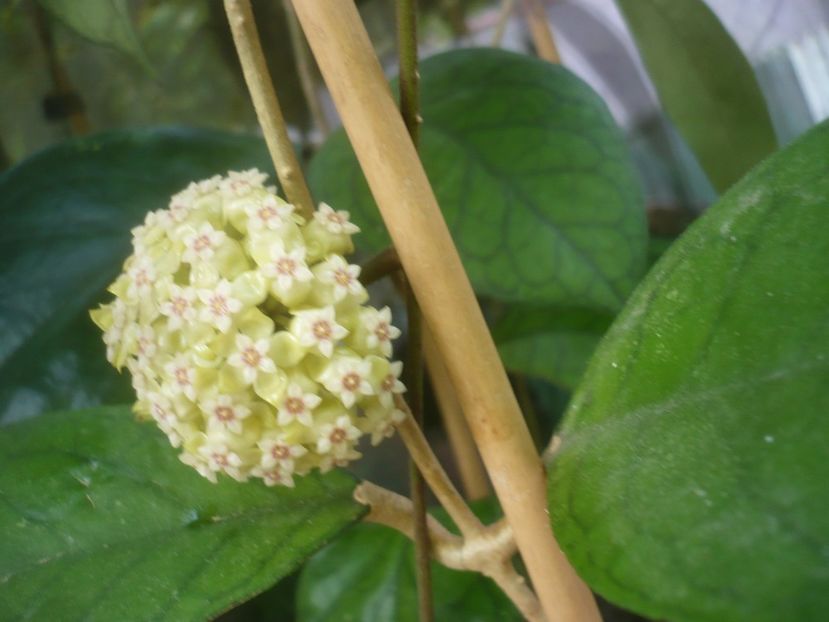 P1480898 - HOYA 2021-1