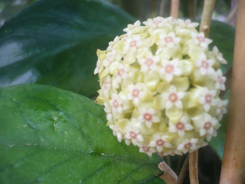P1480899 - HOYA 2021-1
