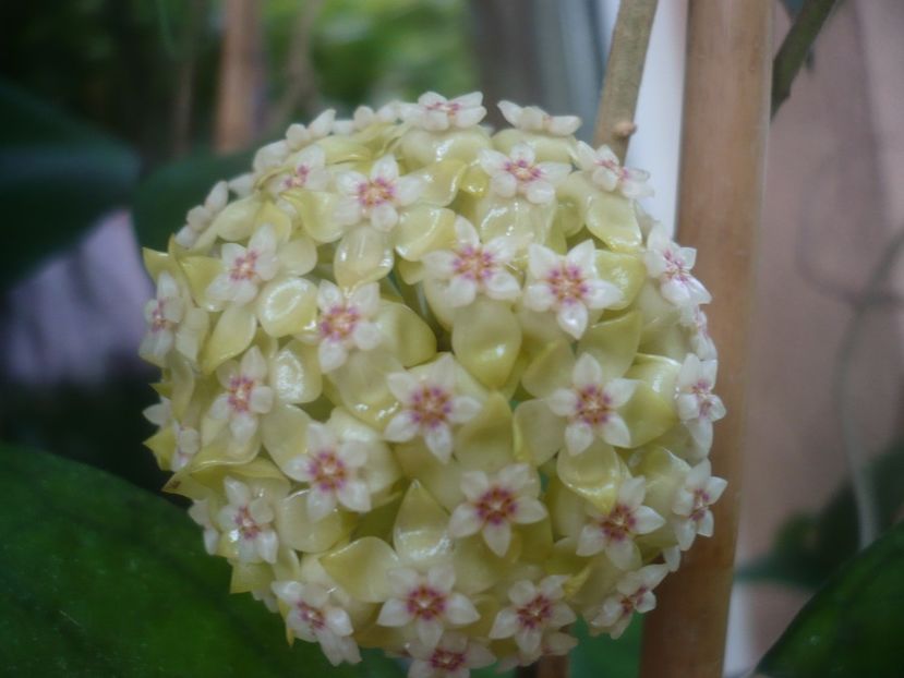 P1480900 - HOYA 2021-1
