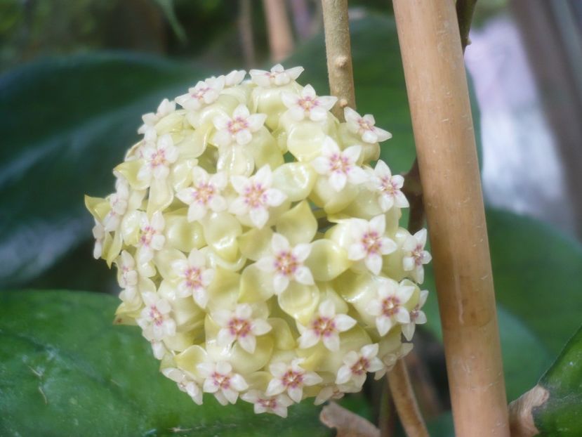 P1480901 - HOYA 2021-1