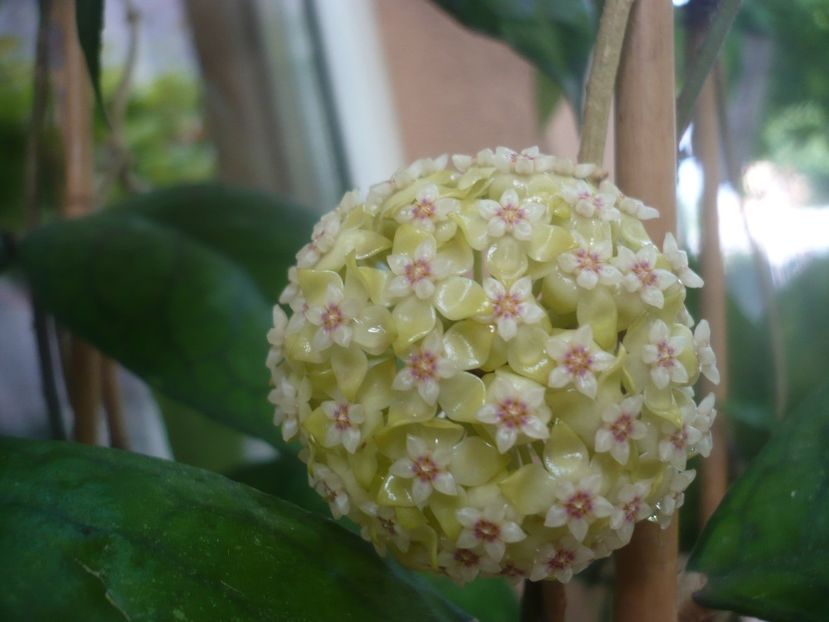 P1480902 - HOYA 2021-1