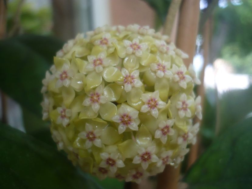 P1480903 - HOYA 2021-1