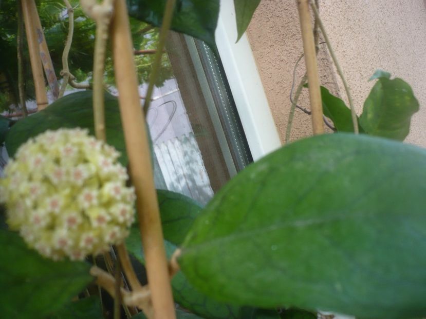 P1480904 - HOYA 2021-1