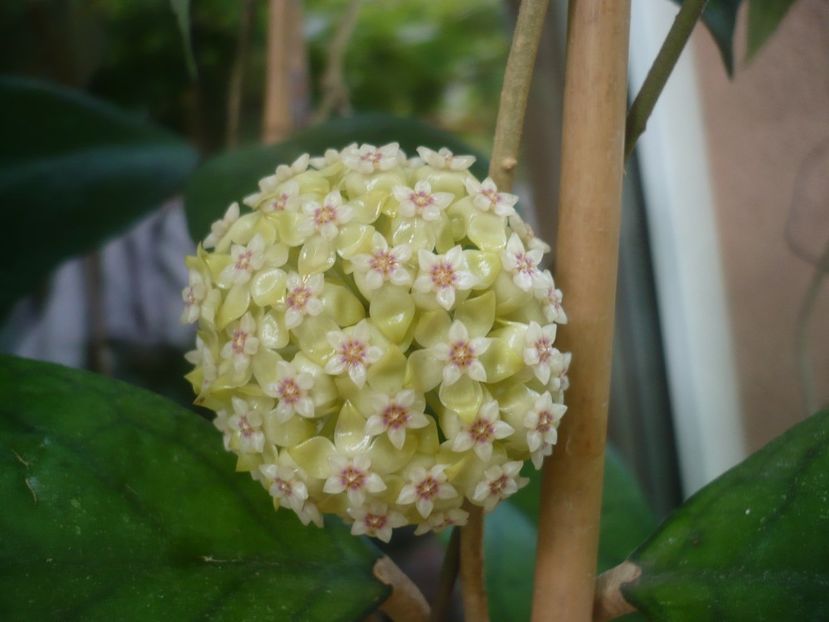 P1480906 - HOYA 2021-1