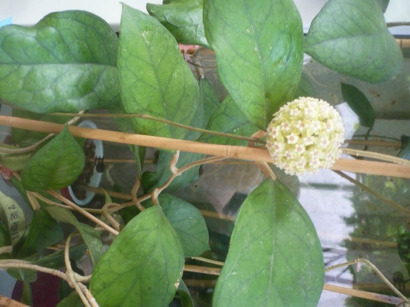 P1480909 - HOYA 2021-1