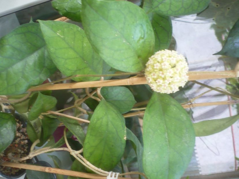 P1480910 - HOYA 2021-1