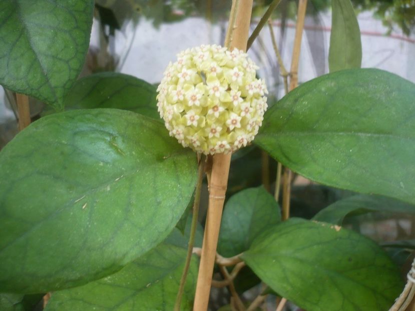 P1480911 - HOYA 2021-1