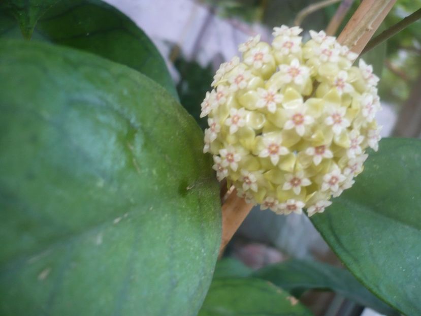 P1480912 - HOYA 2021-1