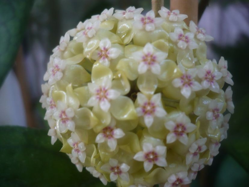 P1480913 - HOYA 2021-1