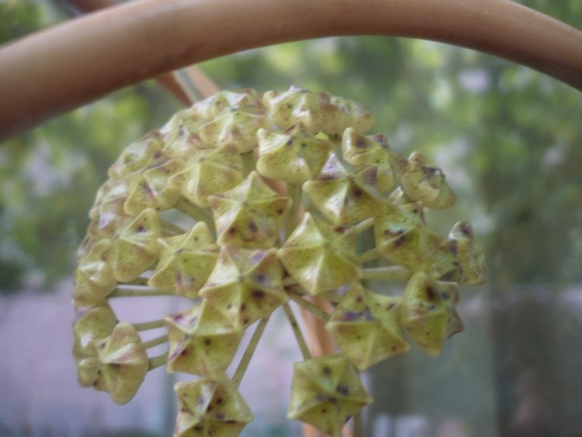 P1480914 - HOYA 2021-1